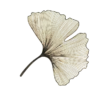 logo transparente